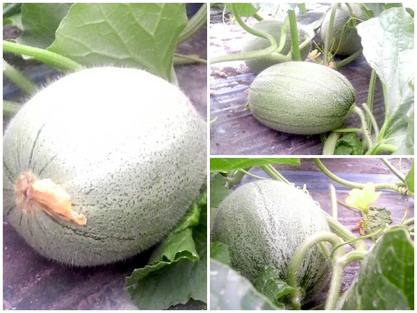 ユウカメロン（2013年6月19日）